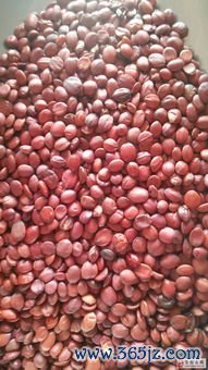 养心安神枣仁柏仁，心血不足失眠健忘