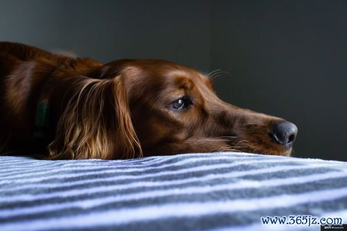 动物保健服务项目：动物保健与宠物医疗健康管理行业分析