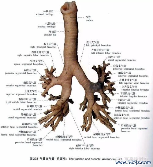 呼吸道,感染,鼻子,嗓子,气管