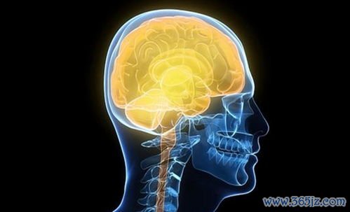 卵泡,发育不良,什么,食物,调理