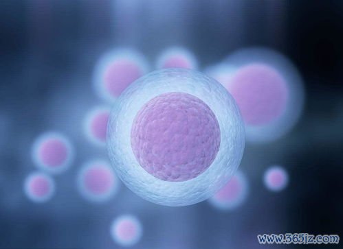 卵泡发育不良吃什么食物能调理促进排卵