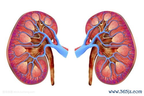 卵泡发育不良吃什么调理