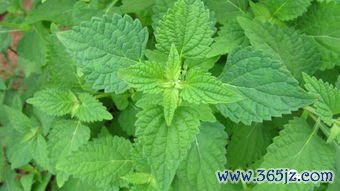 冰片,止痛,冰硼