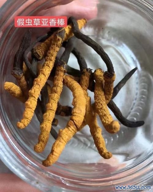 冬虫夏草,平补,虫草,鸭汤