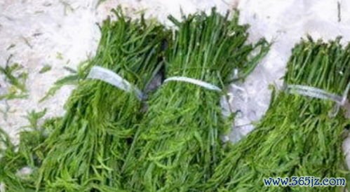 决明子明目通便，决明子茶降压降脂