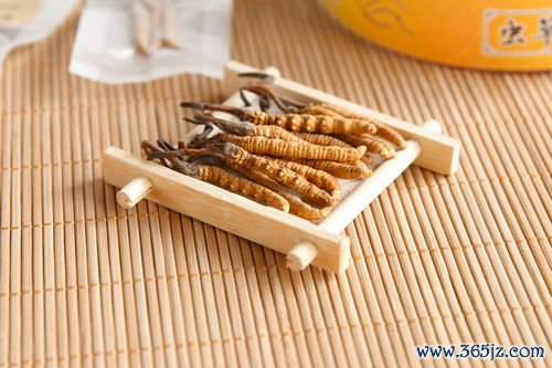 冬虫夏草平补，虫草鸭汤