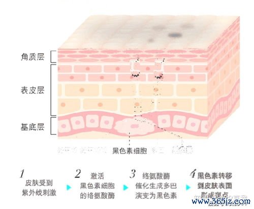 神奇粉末减肥是什么，网红产品成分大揭秘