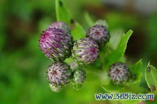 凉血止血大蓟小蓟，血热妄行吐衄尿血