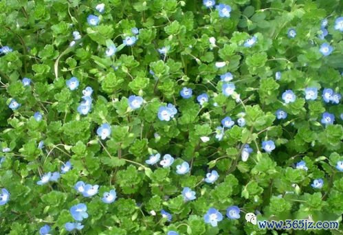 凉血,止血,大蓟,小蓟,血热