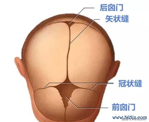 囟门：头顶软的地方