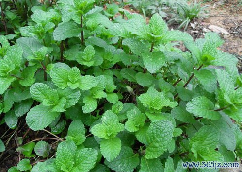 前胡宣散，前胡散