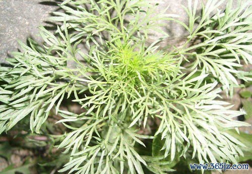 利湿,退黄,茵陈,金钱,湿热