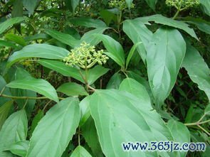 化瘀,止血,三七,茜草,瘀血