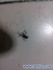 化虫,丸杀,肠虫,肠中,诸虫