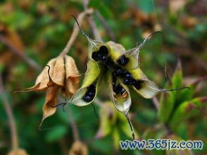 升麻,葛根,透疹,麻疹,初起