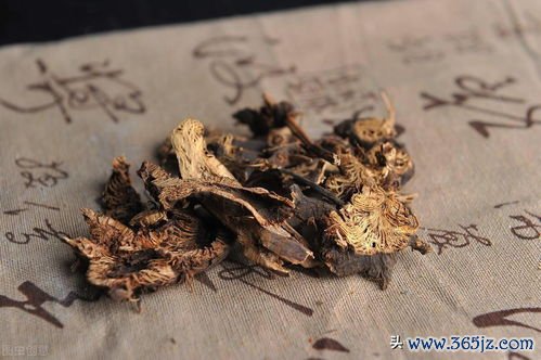 升麻葛根透疹毒，麻疹初起未发透