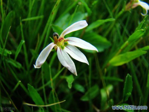 半边,莲治,蛇伤,莲煎剂