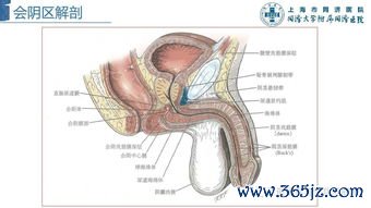 尿道下裂：尿口位置不对