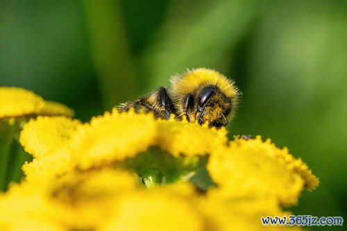 风热,发散,薄荷,蝉蜕,感冒