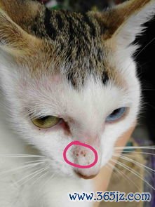 大两侧长小疙瘩是怎么回事