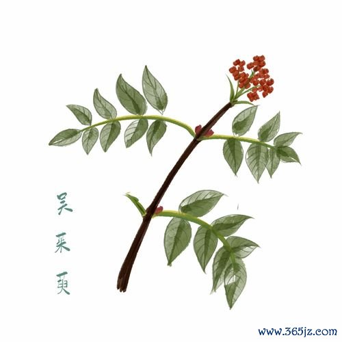 吴茱萸止呕，吴茱萸汤