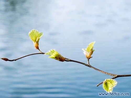 四季,养生,春养,夏养心,养心