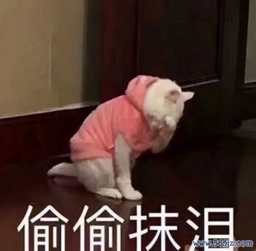 固崩,止带,固冲,脾气,虚弱