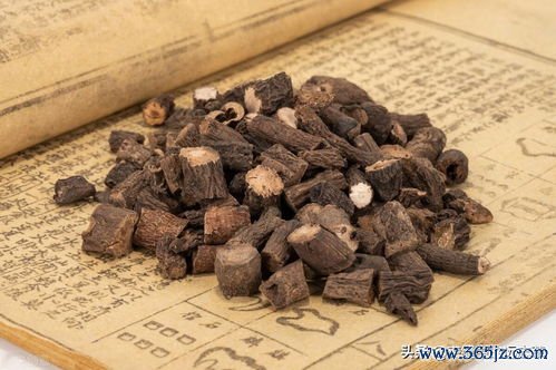 土鳖,虫续,接骨,金丹