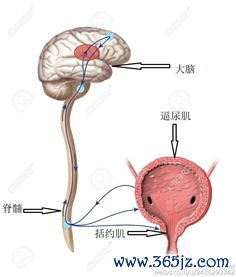膀胱湿热尿频尿痛怎么利？八正散石韦散