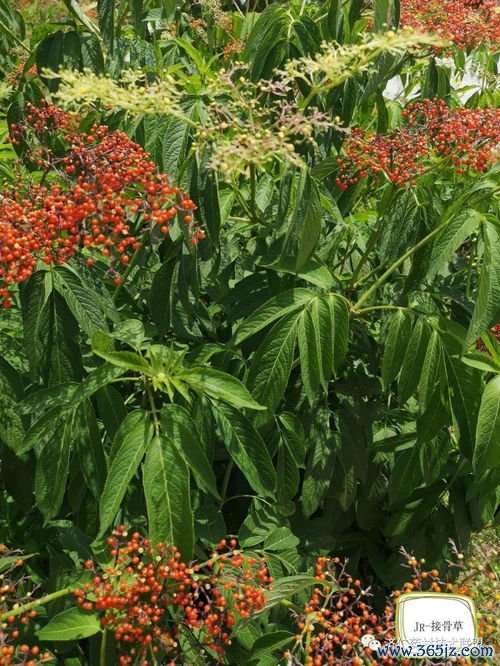 自然,接骨,铜散