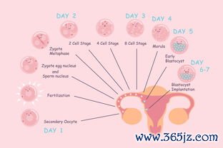 做试管婴儿要打多少针？宁波试管医院哪家好