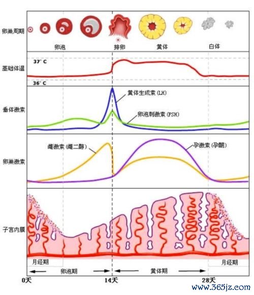 黄体,功能,不全,怎么,检查