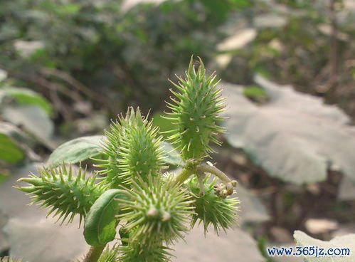 苍耳子散治鼻炎，苍耳子辛夷白芷薄荷