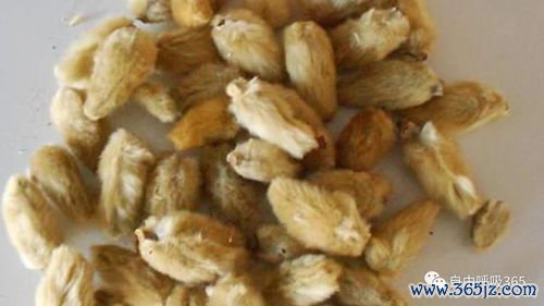 苍耳,散治,鼻炎,辛夷,白芷