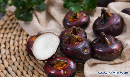 苎麻,根安,根汤