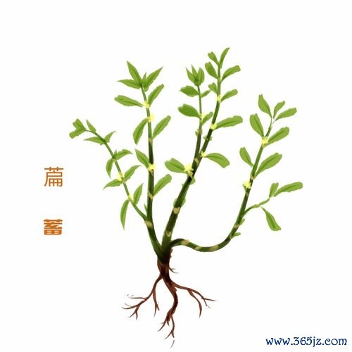 萹蓄杀虫，八正散