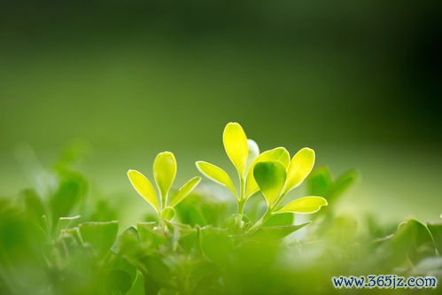 春季养肝：春天养肝