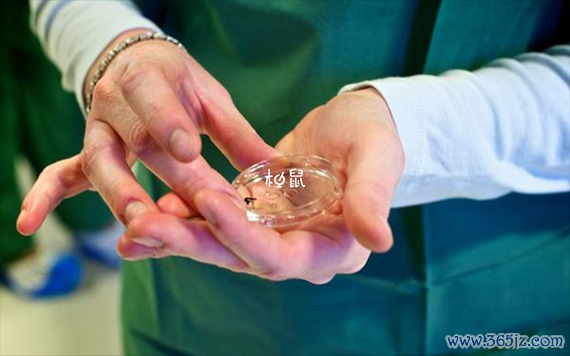 内蒙古试管婴儿