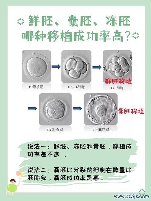 冻胚移植和鲜胚移植，哪个成功率更高