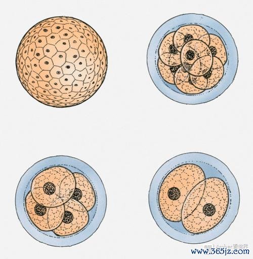 剩余胚胎怎么处理可以捐给科研吗