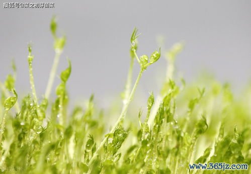谷芽消谷，谷芽露