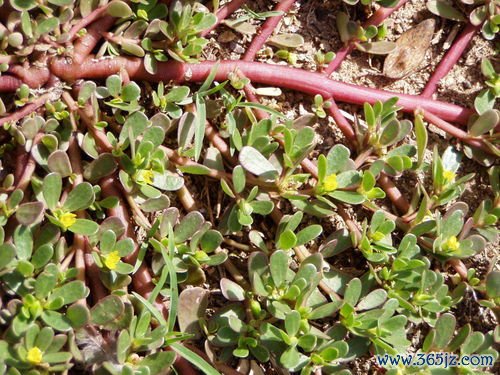 野菊花清热解毒，野菊花栓治痔疮