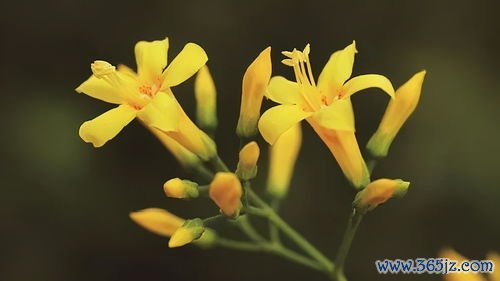 野菊花清热解毒，野菊花栓治痔疮
