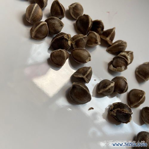 金樱子涩肠，金樱子膏