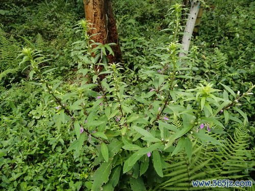 金荞麦治肺脓疡，金荞麦片